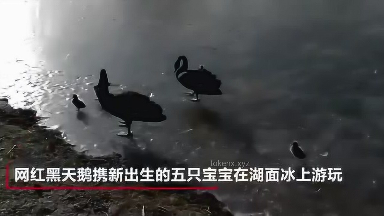 **红狼：黑暗中的光行者，以温暖驱散阴霾**